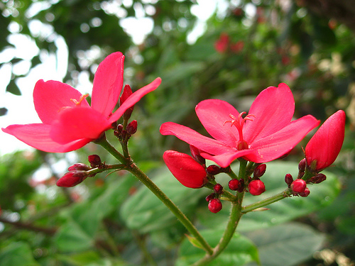 [Cây giống hoa] Hồng Mai - Trang Flowers