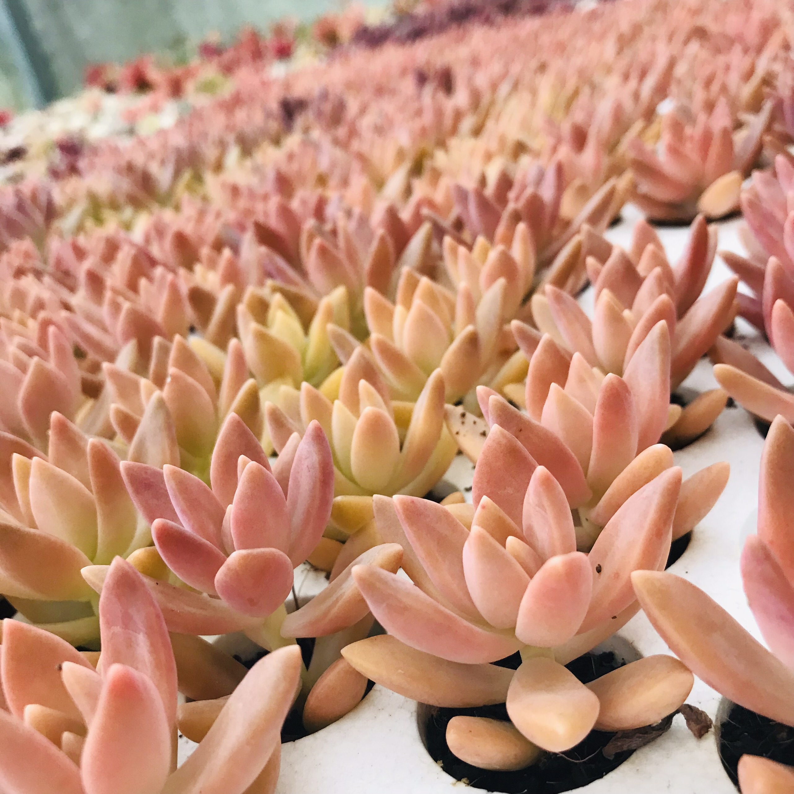 SEN ĐÁ ĐÁ ĐỎ SIZE MINI SIÊU KHOẺ ĐẸP LỖI 1 ĐỔI 1