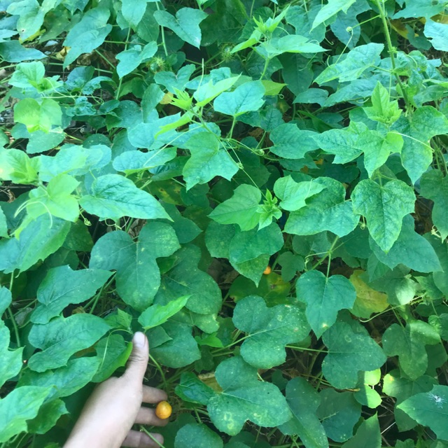 Cây lạc tiên (chùm bao )- cây giống