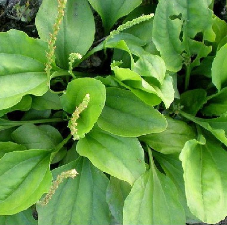 Combo of 3 Packs of Ma Di Seeds (Ma Di Xa Money Tree Seeds)