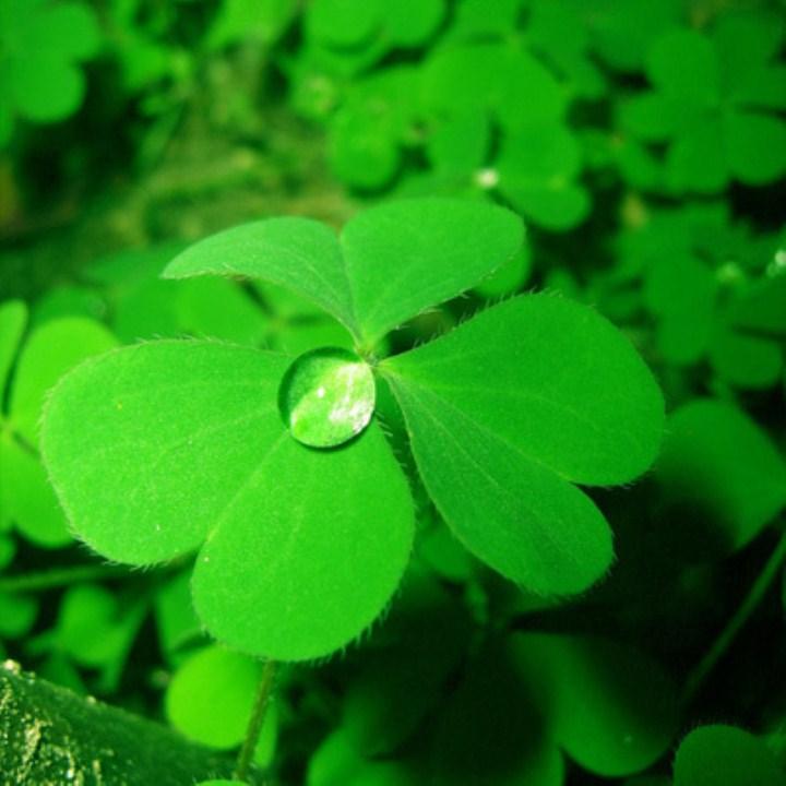200 hạt giống cỏ ba lá