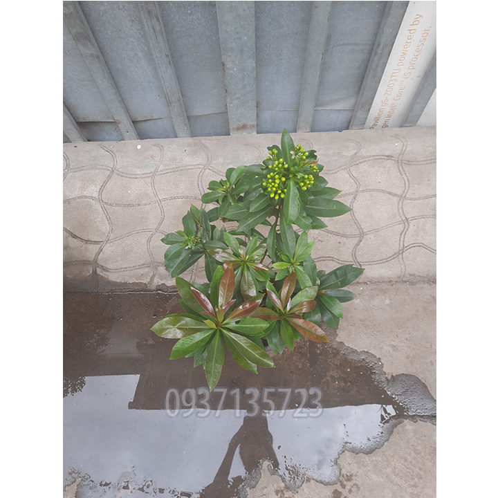 cây mai thái vàng cao từ 25-35 cm