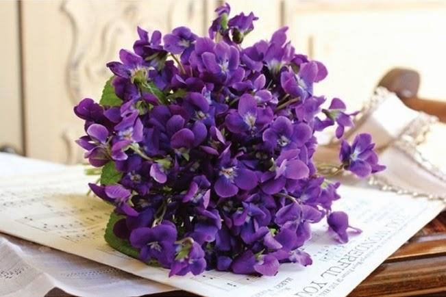 [Mới] - Hạt giống hoa violet  giá rẻ