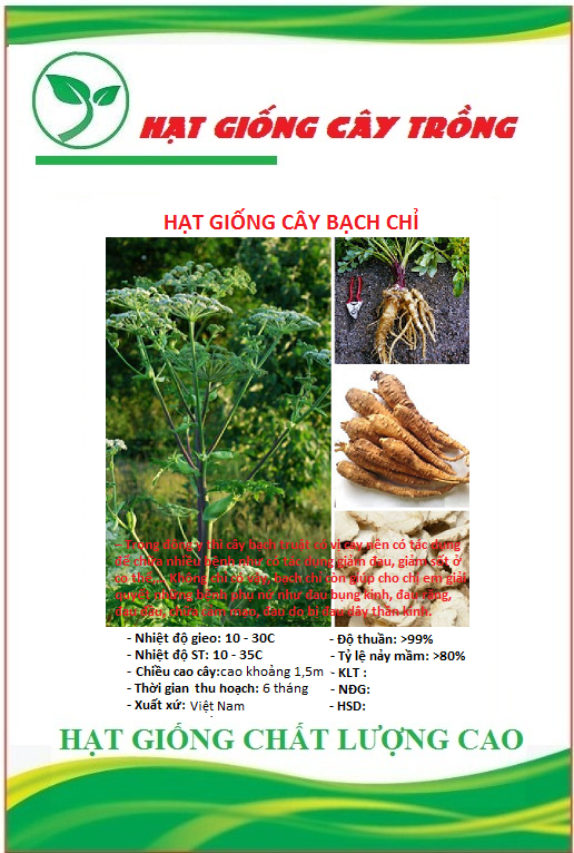 Hạt Giống Bạch Chỉ ( cây dược liệu ) - Gói 50 hạt