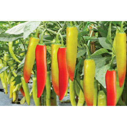Hạt giống ớt sừng vàng châu phi- gói 0.5gram
