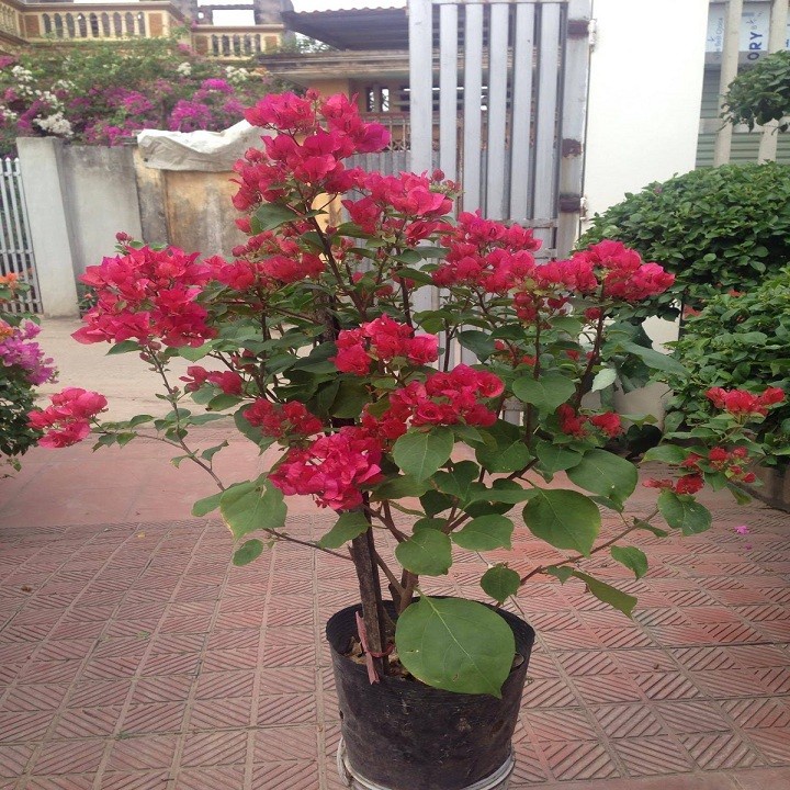 Cây Hoa Giấy Đỏ Lửa Loại Đã Hoa 981SP