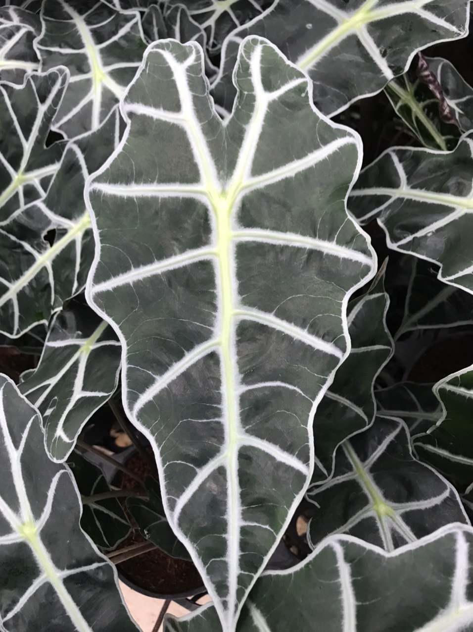 Môn quan âm Alocasia Amazonica (size lá hiện tại từ 20cm trở lên).