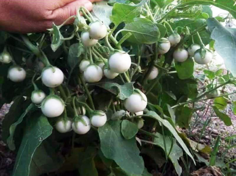 Hạt giống Cà pháo trắng sao trái chùm Thái Lan