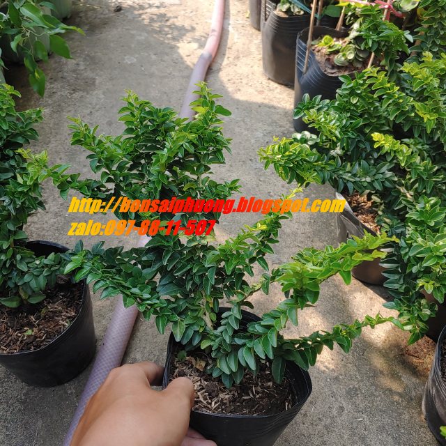 kim quýt thái bonsai mini