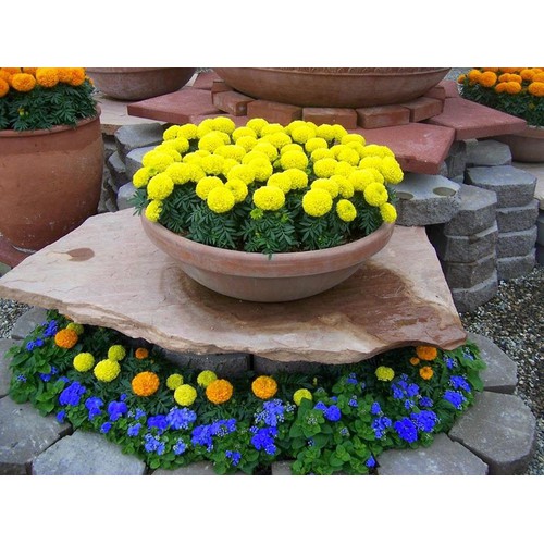 "Gói 50 Hạt " Hạt giống hoa Cúc vạn thọ Mỹ mix
