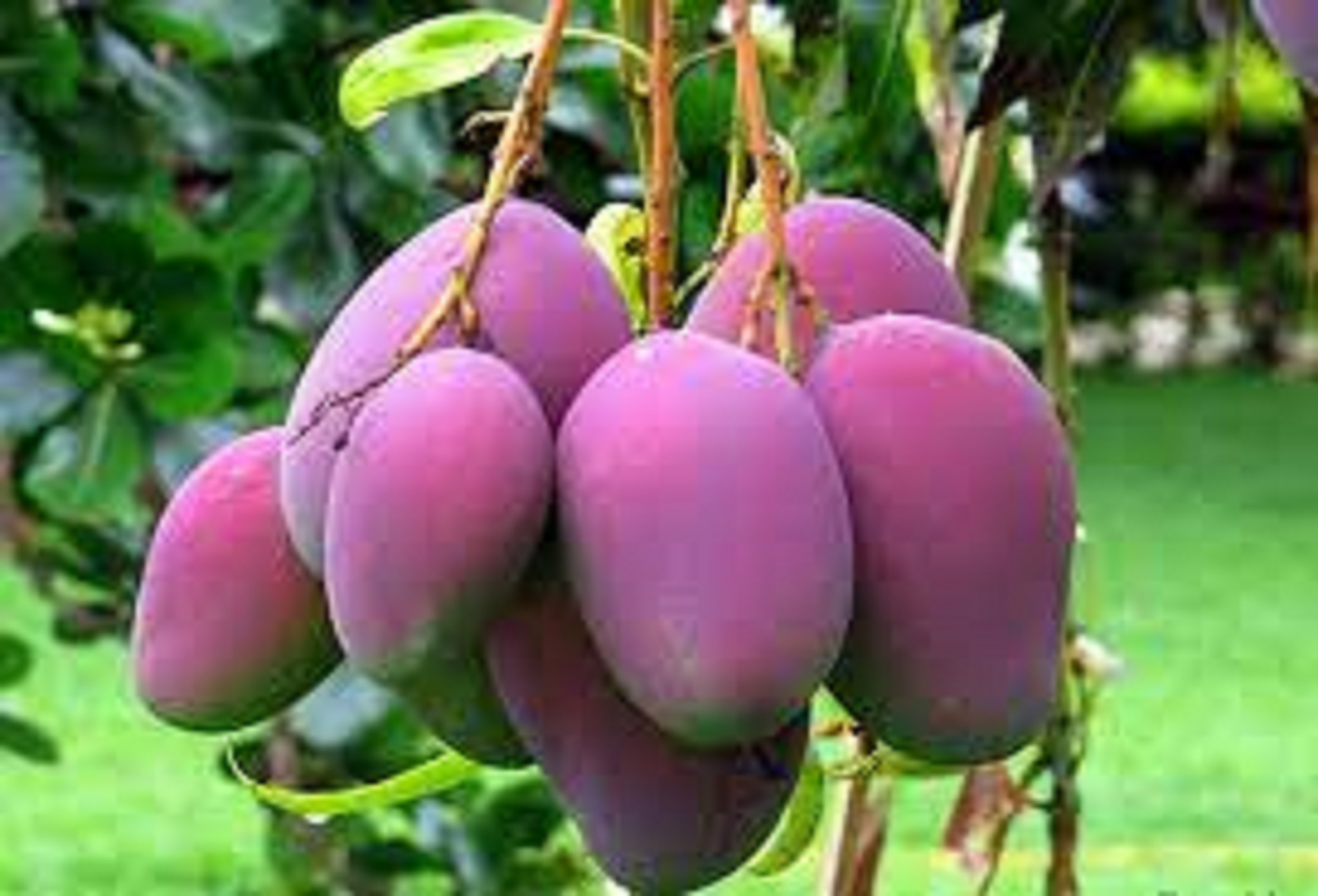 CÂY GIỐNG XOÀI TÍM THÁI CAO SẢN.