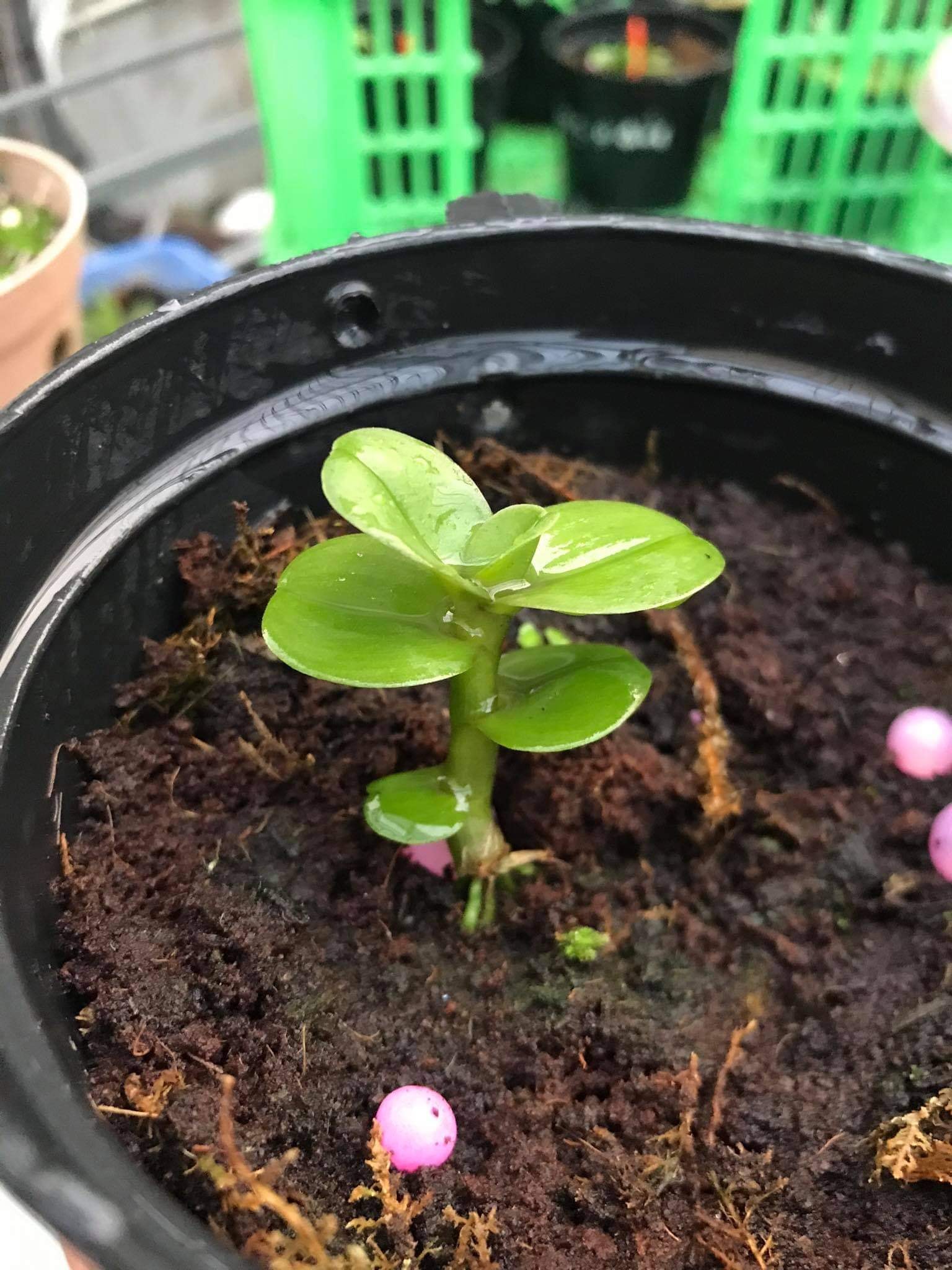 Hoa lan phi điệp- mít đồng xu đà bắc ( bản lá to, dày )