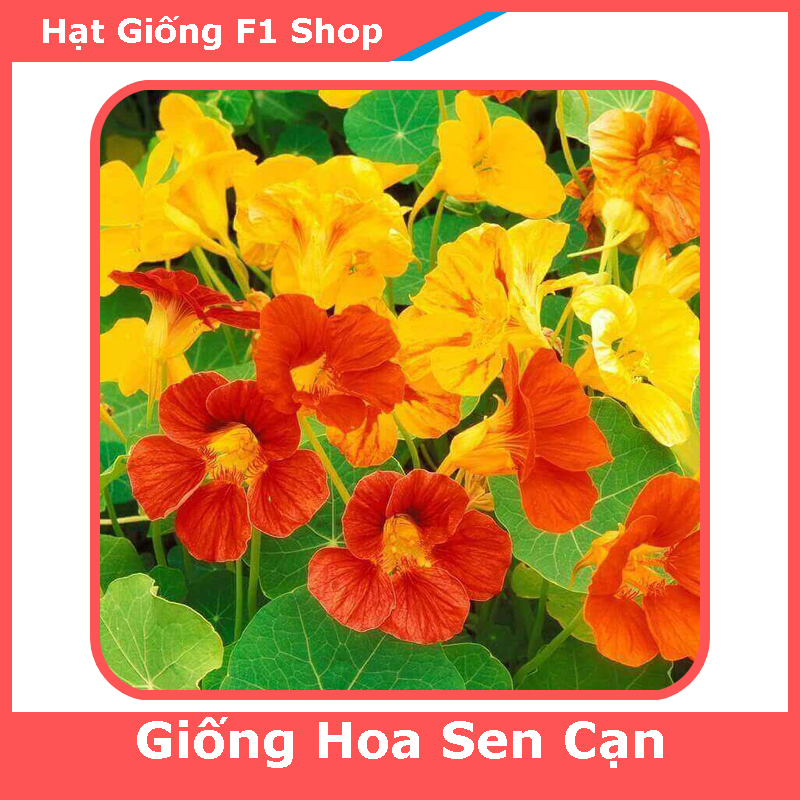Hạt Giống Hoa Sen Cạn Chất Lượng F1 (15H) (119.F1)