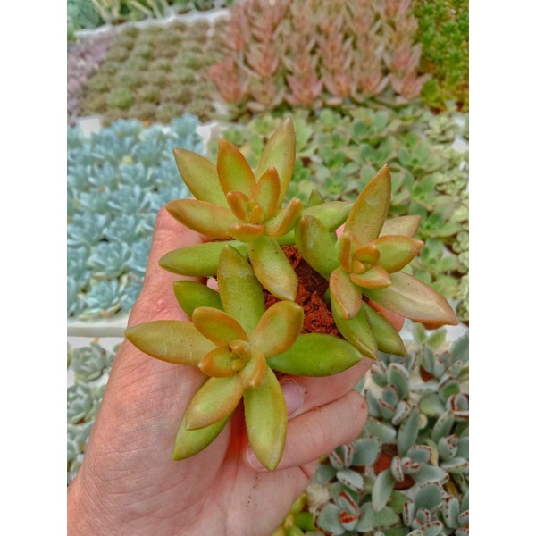 Sen Đá Lửa Mini, Xuất Xứ Đà Lạt, Lỗi 1 Đổi 1 ❣️