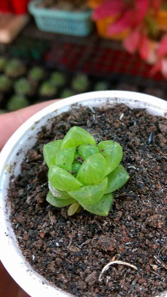 Hạt giống sen ngọc ( sen đá kim cương gói 200 hạt )