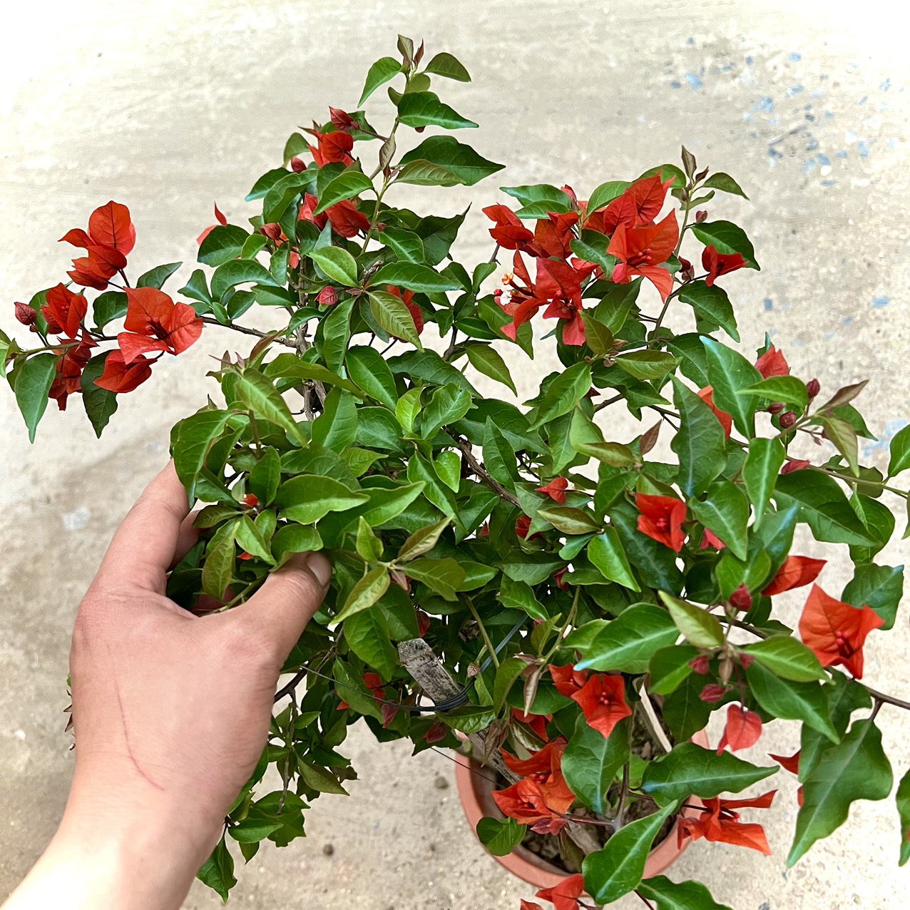 Cây hoa giấy đỏ lửa trưởng thành - Red Samba đang hoa cao 80cm (Ảnh thật).