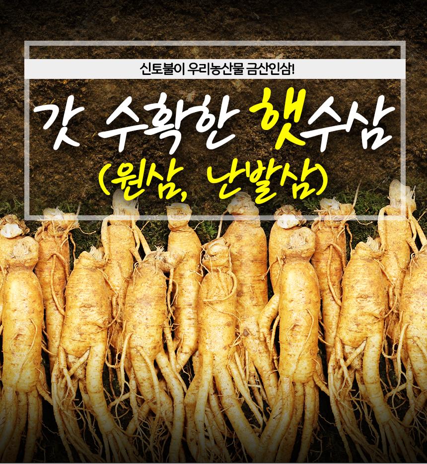 Hạt giống Nhân sâm Hàn Quốc (gói 5 hạt)