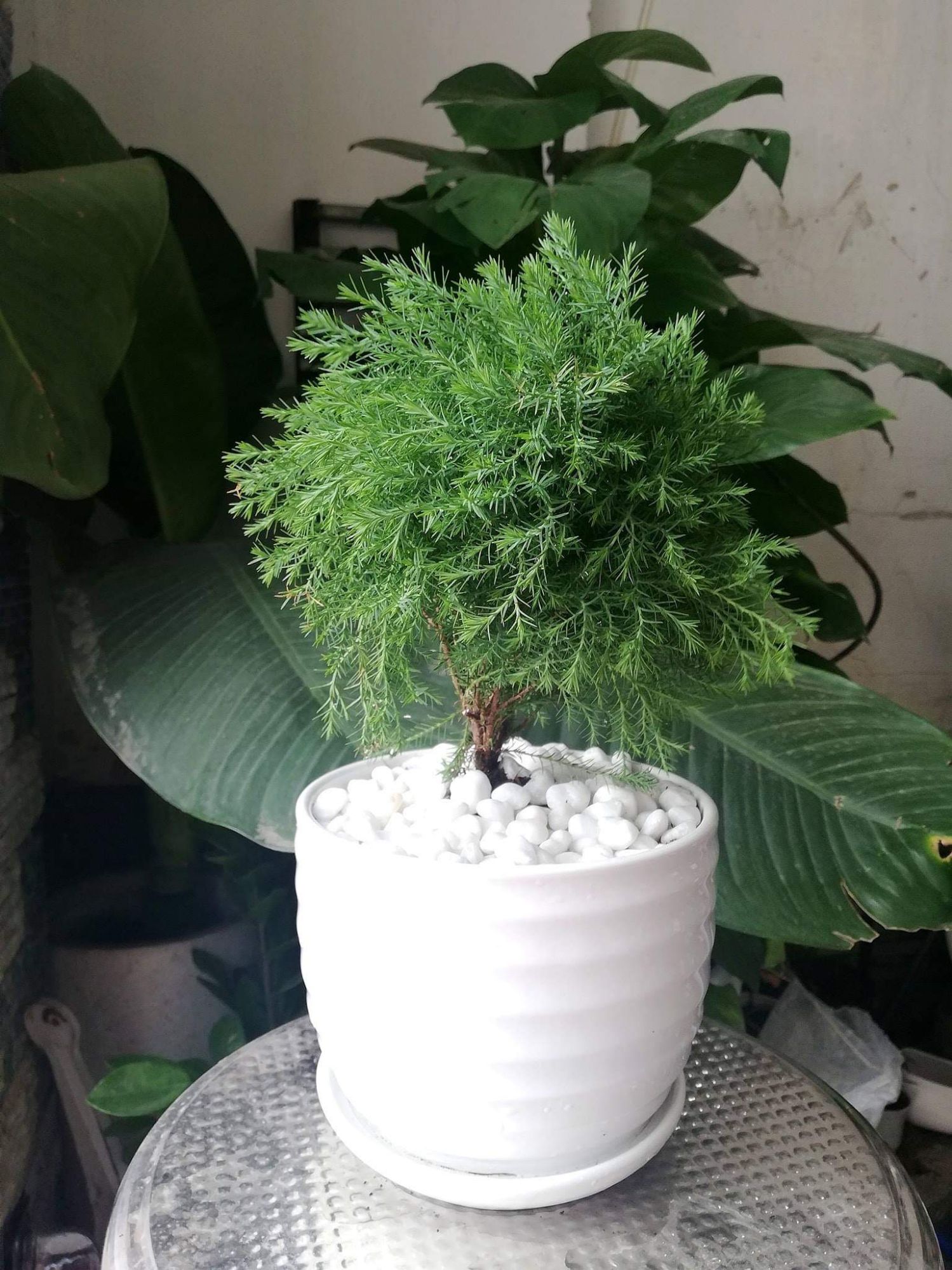 tùng bồng lai mix CHẬU