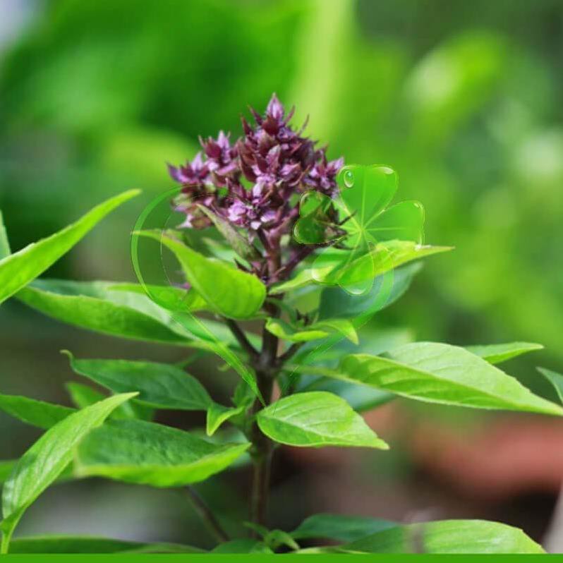 Hạt giống húng Quế rau Quế - gói 10 gram