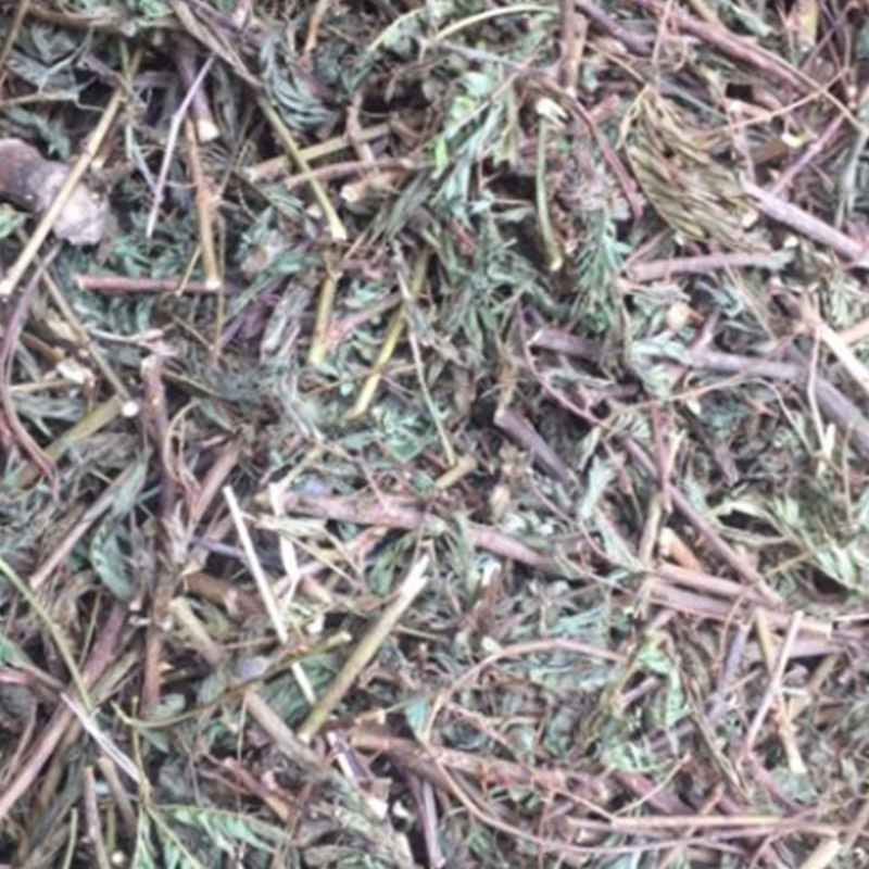 Cây xấu hổ (mắc cỡ) - 1kg khô - DB145