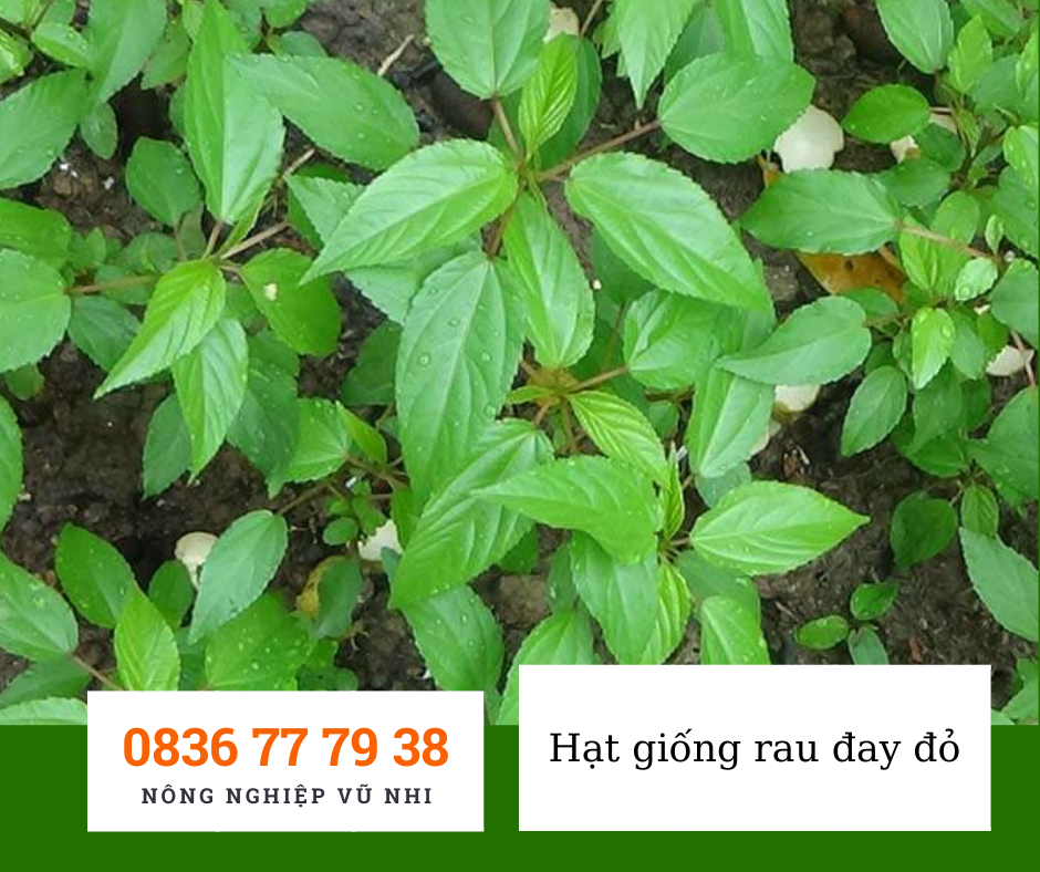 Hạt giống rau đay đỏ 10gr