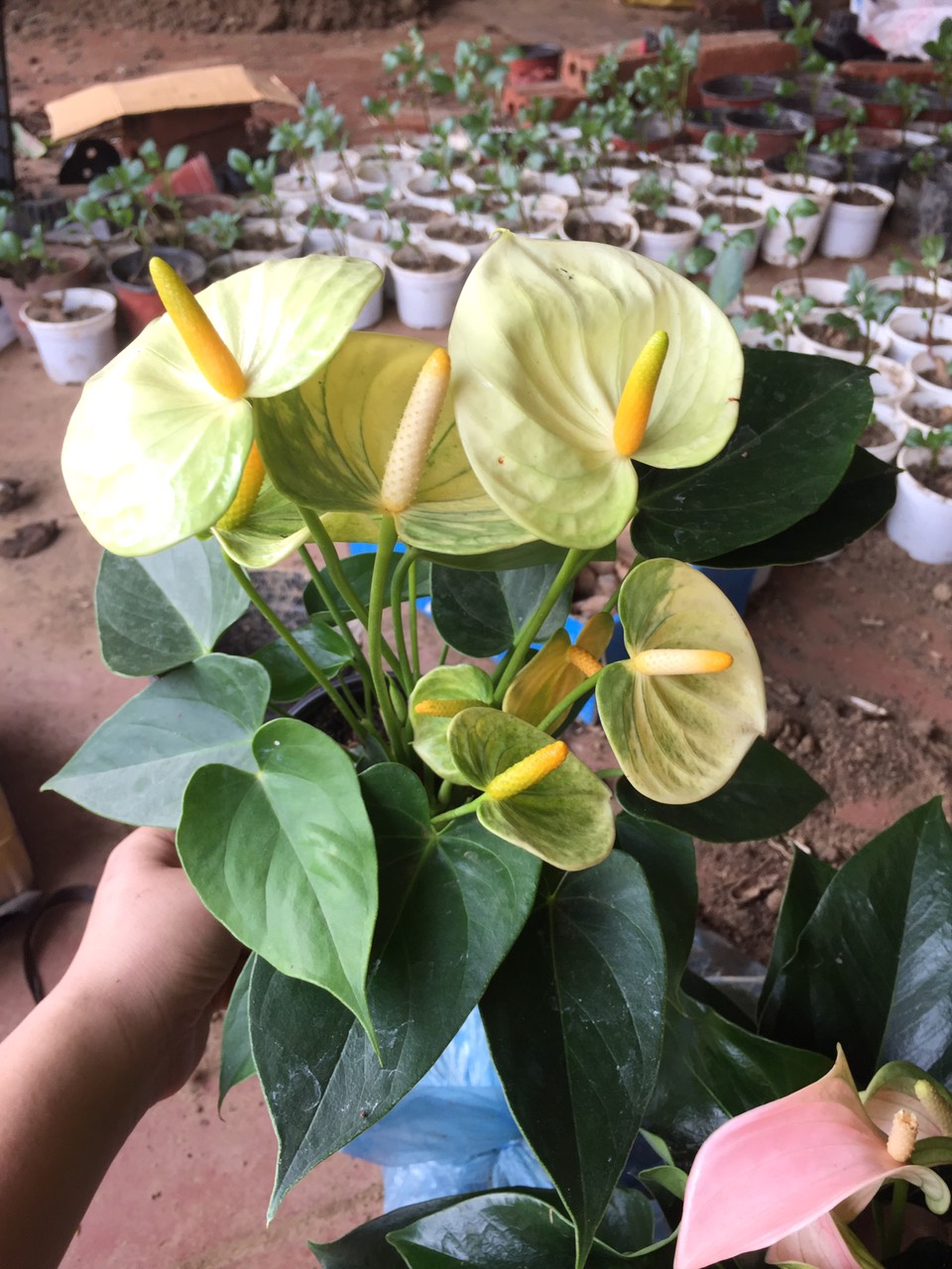 chậu cây hồng môn MÀU VÀNG, cây phong thủy để bàn cho gia chủ vượng khí , nhiều tài lộc cây đẹp, giống chuẩn