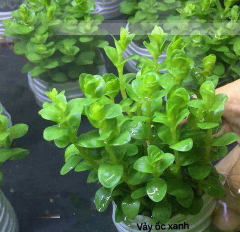 cây vảy ốc xanh bò thuỷ sinh 15 cây