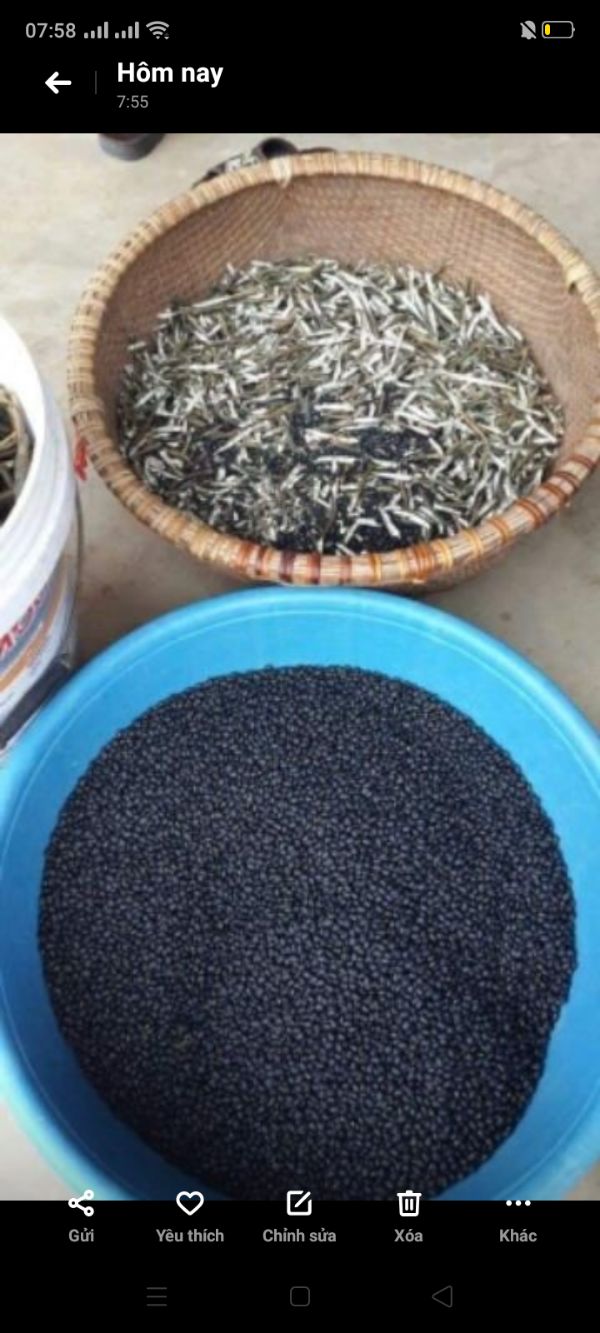 1KG TRÀ ĐẬU ĐEN GẠO LỨT LÁ DỨA (LÁ NẾP THƠM)