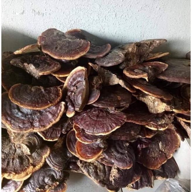 1kg nấm linh chi rừng hồng chi