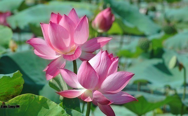 Hạt Giống Hoa Sen Ta (Sen Hồng Việt Nam) 10 hạt