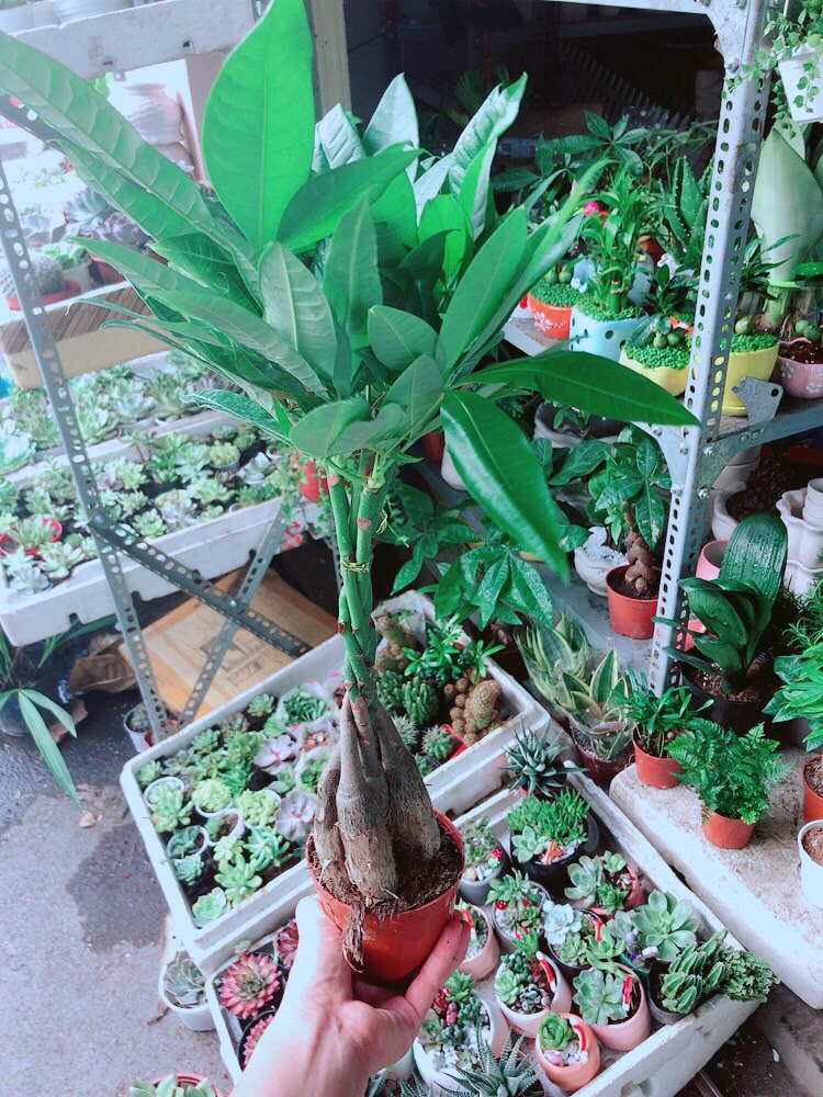 [HCM]Chậu Kim Ngân 5 Thân Lớn