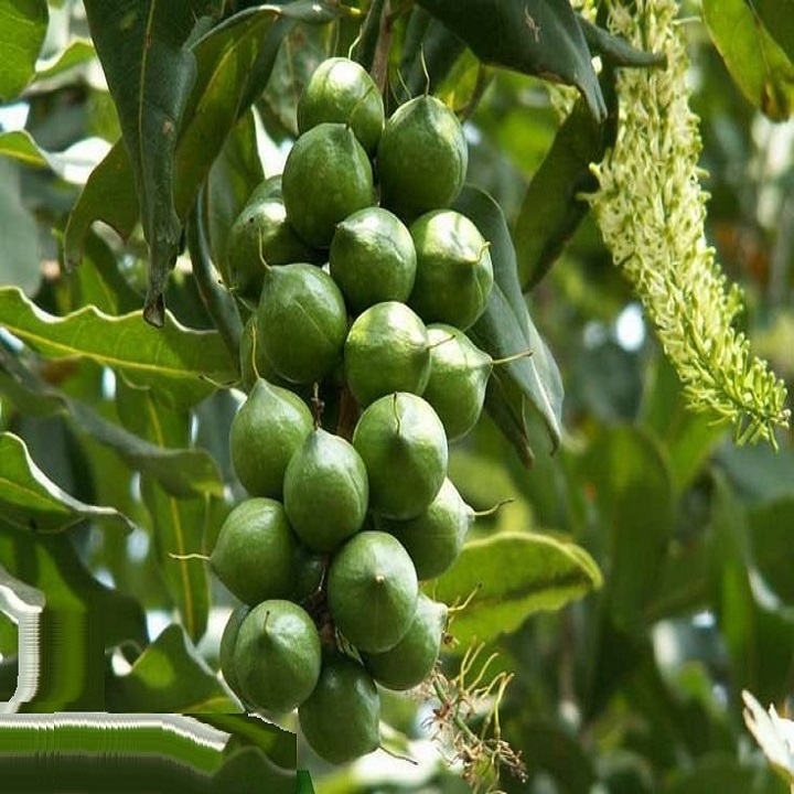 cây giống  MAC CA (cây nhỏ) - siêu sai quả, giá trị kinh tế cao - Hàng cây giống chuẩn F1