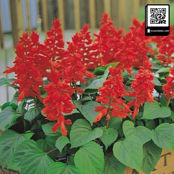 Hạt giống hoa xác pháo đỏ