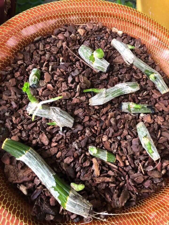 Vỏ thông trồng lan 1kg