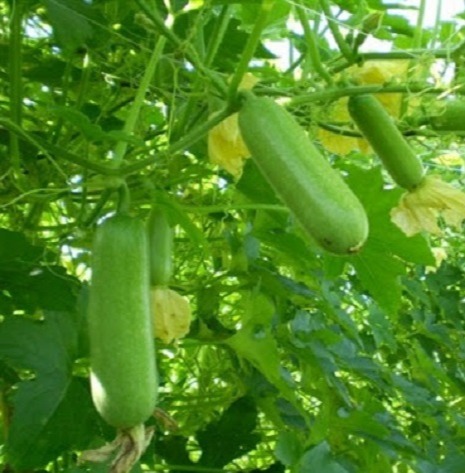Hạt giống bí đao chanh