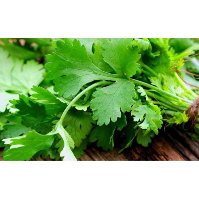 20G - Hạt Giống Ngò Rí Bạc Liêu