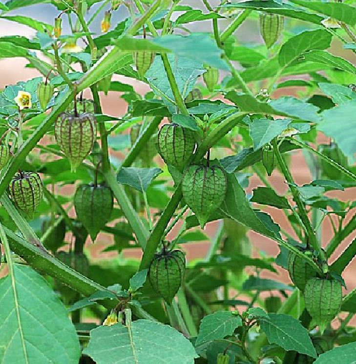 Hạt Giống Cây Tầm Bóp  -  gói 0.2gram
