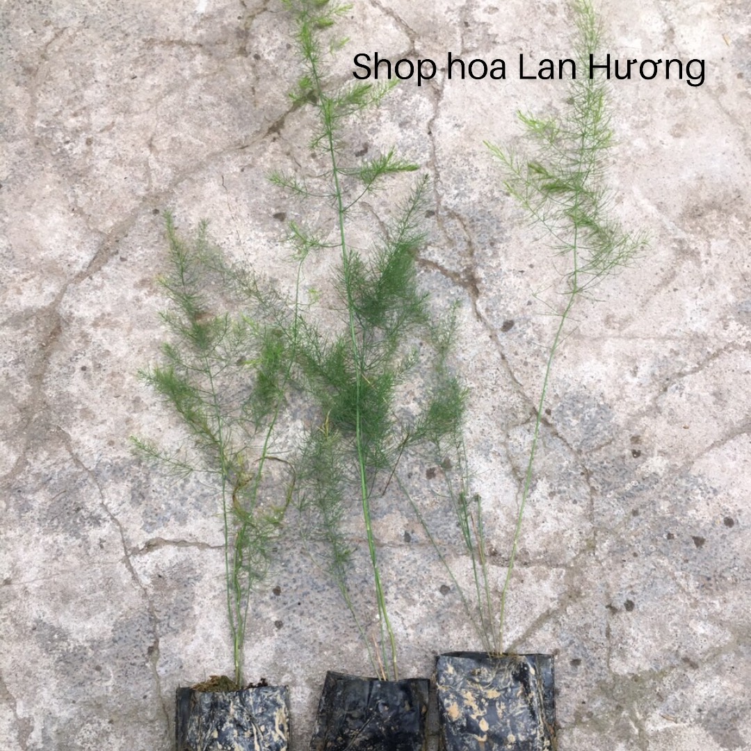 Cây giống măng tây xanh