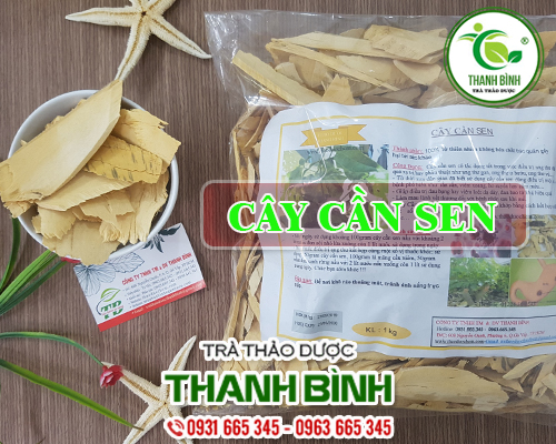Cây Cần Sen Khô 1KG - Thảo Dược Thanh Bình