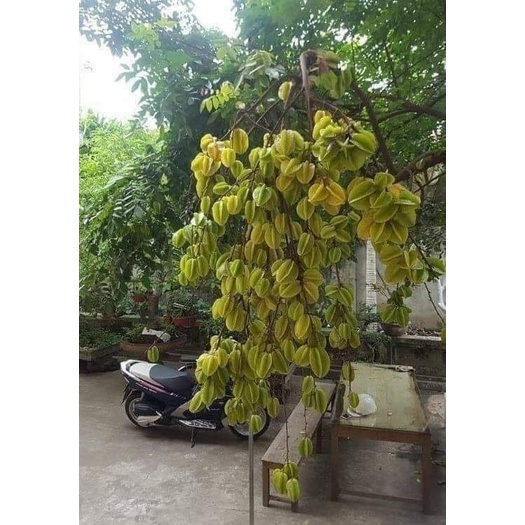 cây giống khế ngọt ( cây ghép siêu sớm trái)