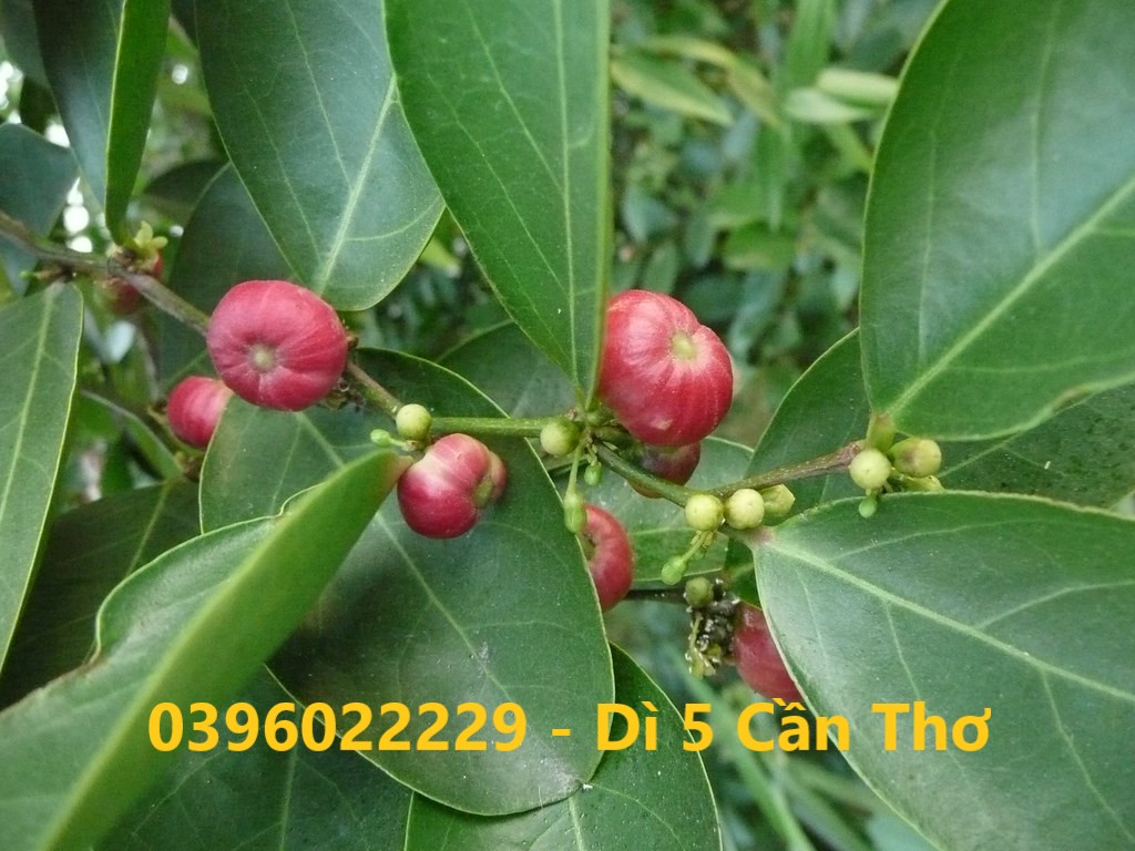 Combo 2 ký cây muối phơi khô