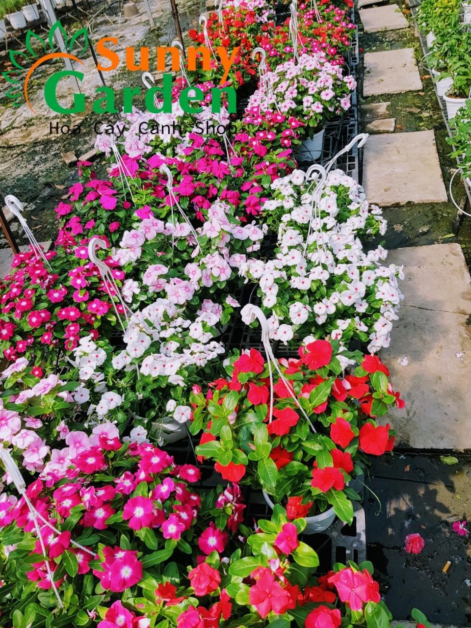 Chậu Dừa Cạn Đứng Mix Màu - Cây Cảnh