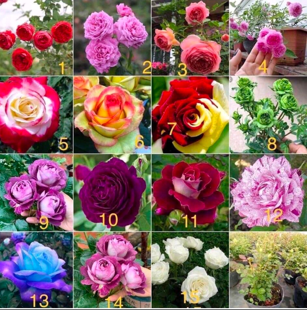 Combo 04 Gốc Gốc Hoa Hồng Cổ