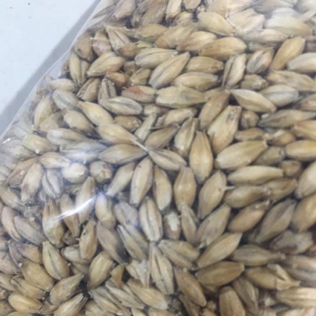 Hạt đại mạch 1kg - 1kg