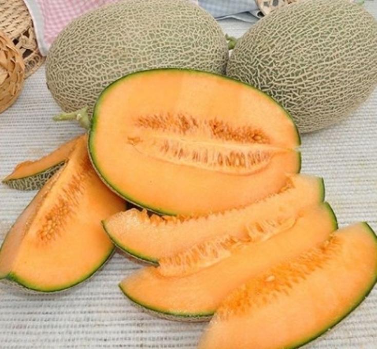Hạt giống DƯA LƯỚI DA XANH GREENMAN
