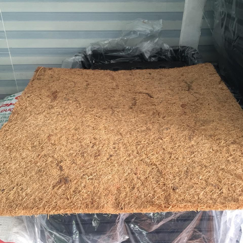 Thảm xơ dừa trồng lan 50 X 50 x 1cm