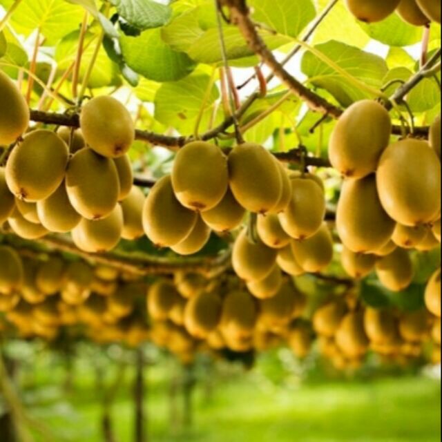 Cây giống Kiwi lùn