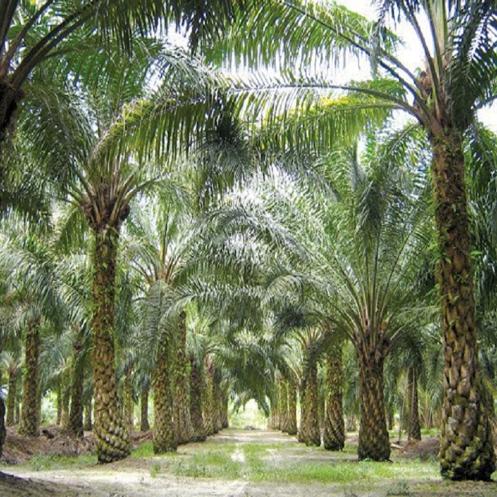 CÂY CỌ CẢNH SIÊU ĐẸP