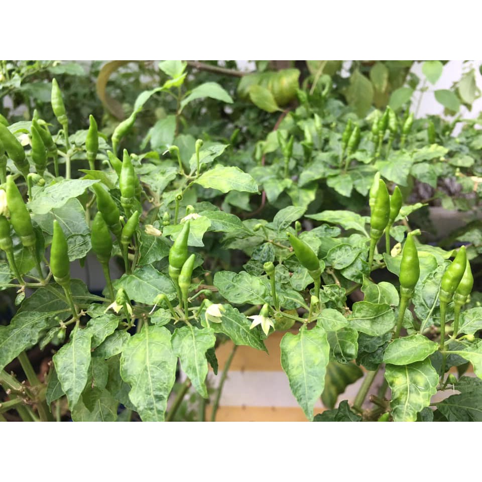 Cây Ớt Xiêm Xanh (Ớt sẻ, ớt rừng)