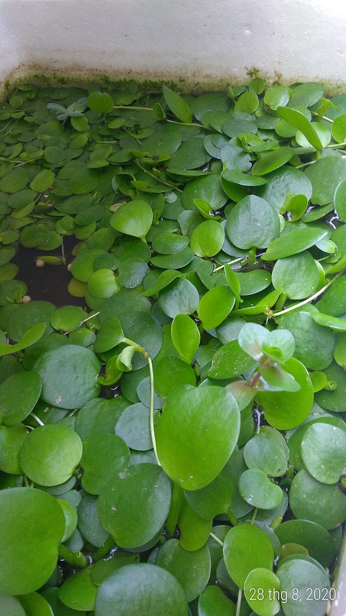 Bèo nhật - Cây thủy sinh (1 gói 10 đến 15 gốc)